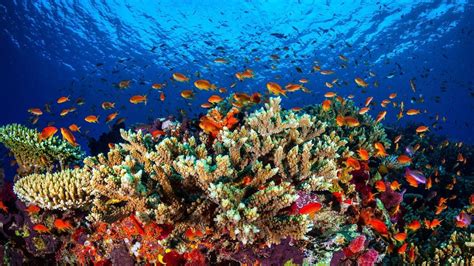 Great Barrier Reef